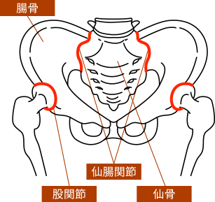 仙腸関節のしくみ